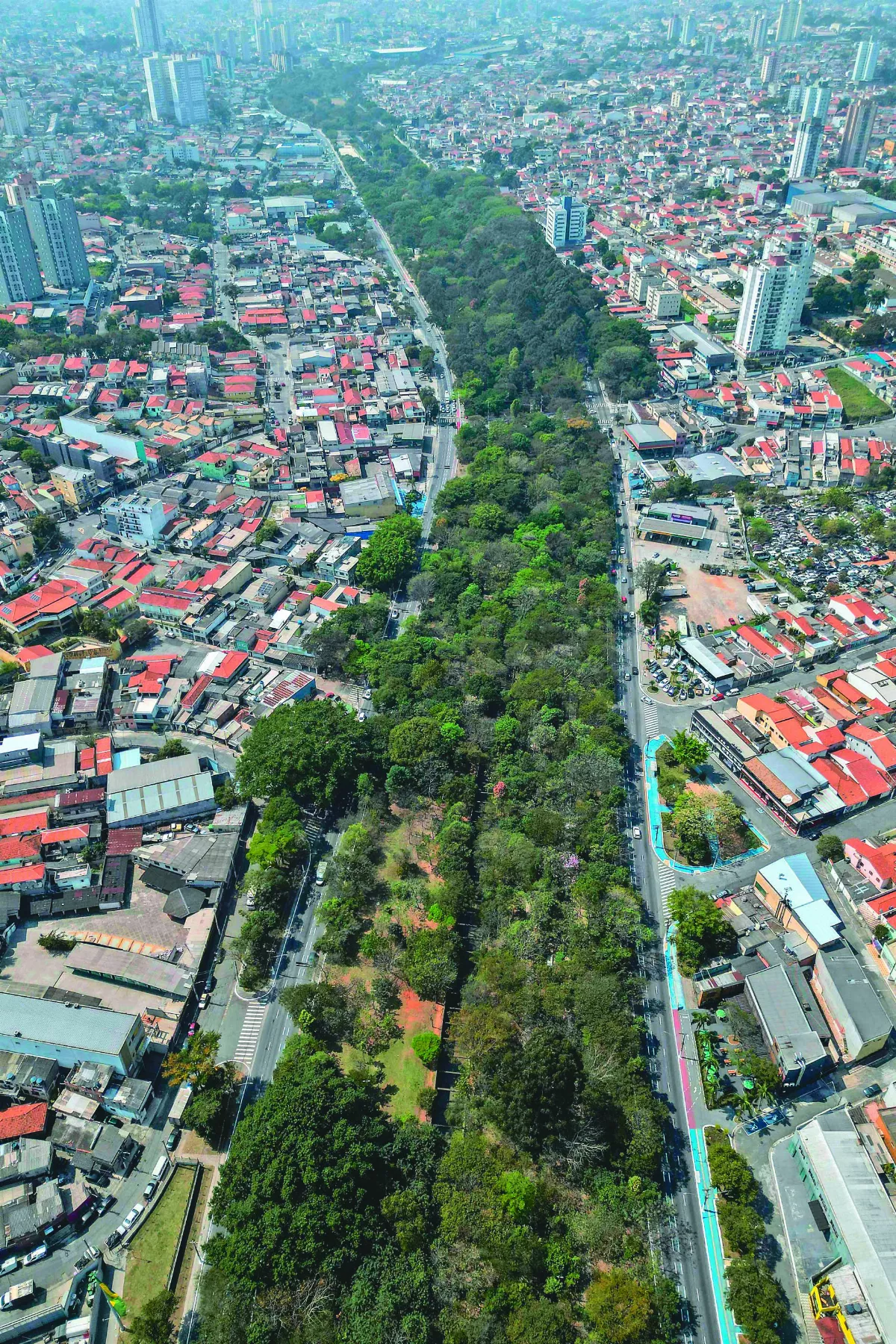 20年種4萬棵樹  水泥叢林現綠洲