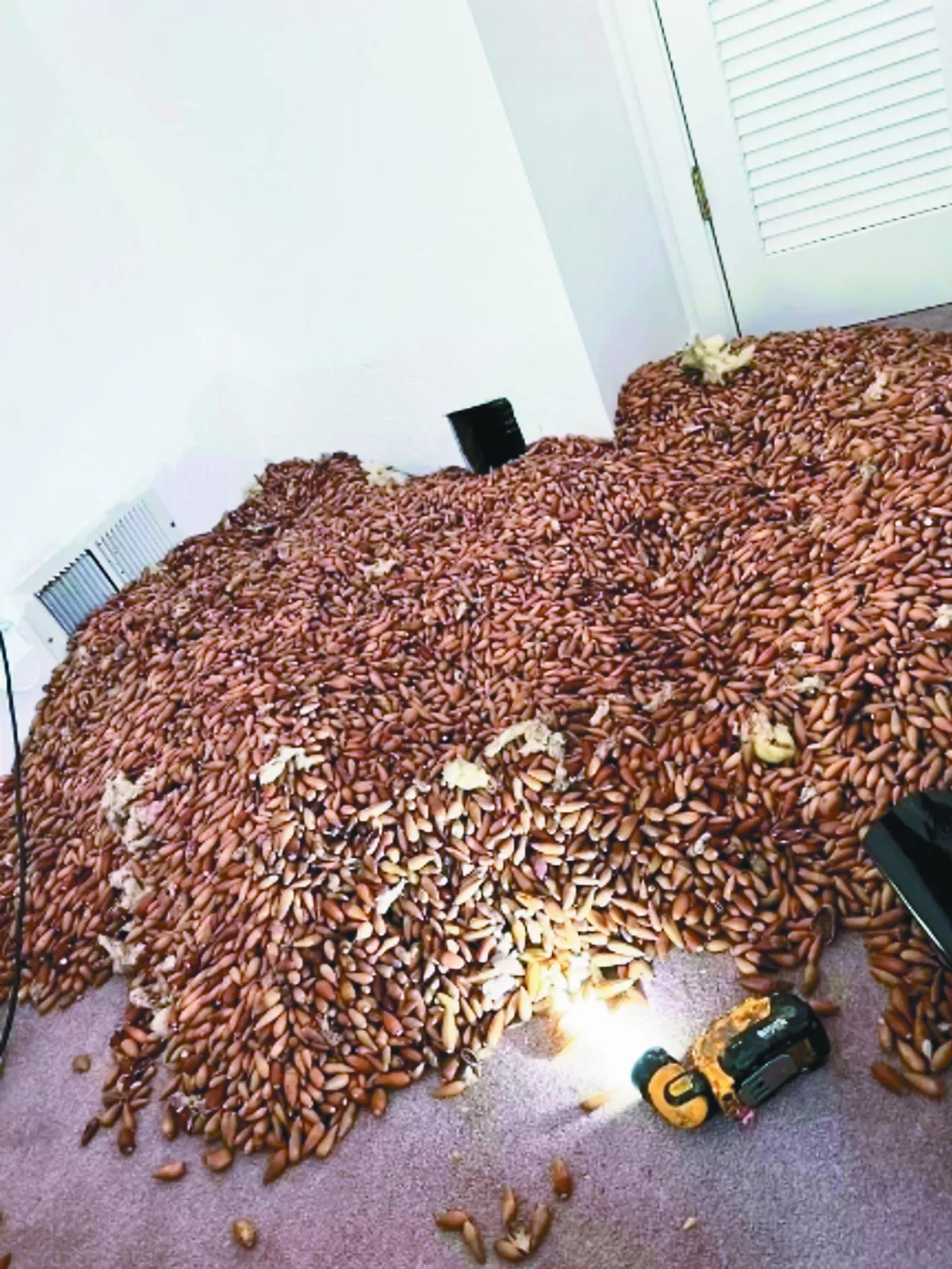 啄木鳥將牆當倉庫  藏300公斤果實