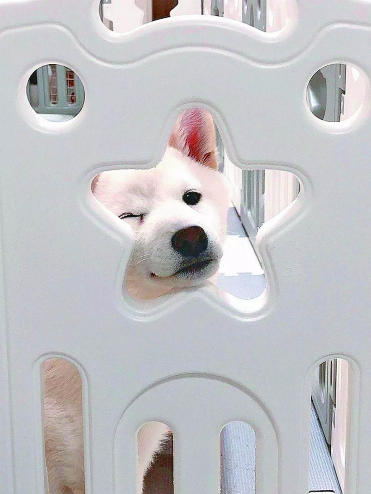 柴犬眨眼放電 萌翻網友