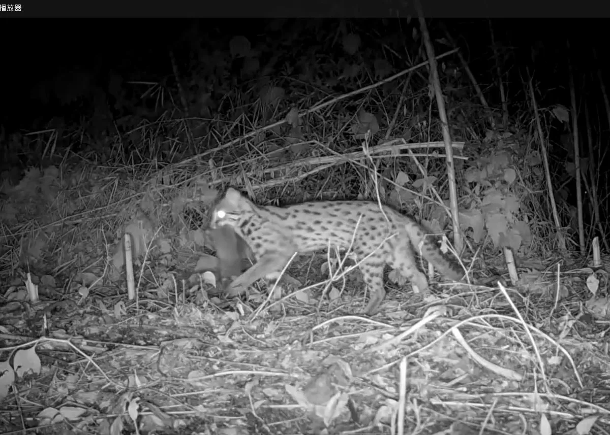 台中友善果園獲牠造訪 成石虎日驚喜