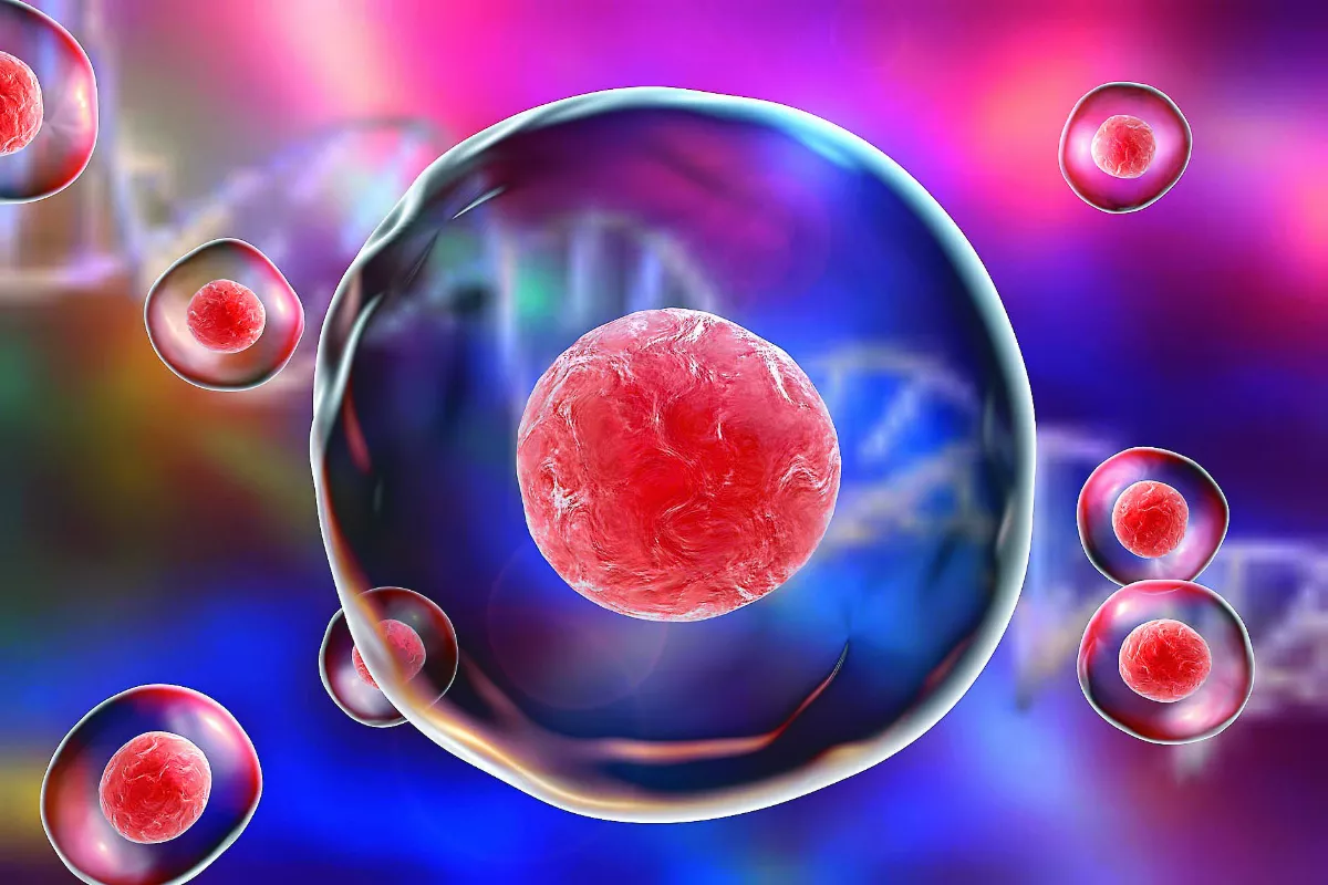 幹細胞如何讓身體修復與回春