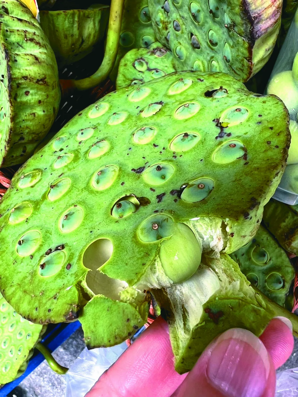 【逸饗蔬食】西遞行旅 現剝蓮子鮮食