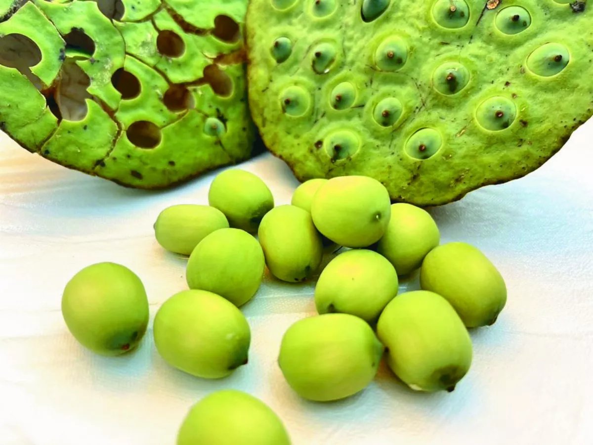 【逸饗蔬食】西遞行旅 現剝蓮子鮮食