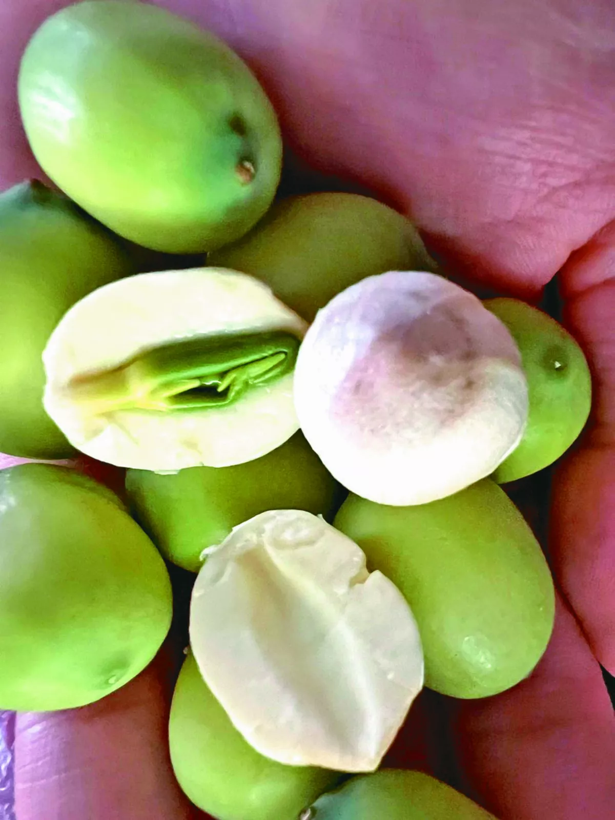 【逸饗蔬食】西遞行旅 現剝蓮子鮮食