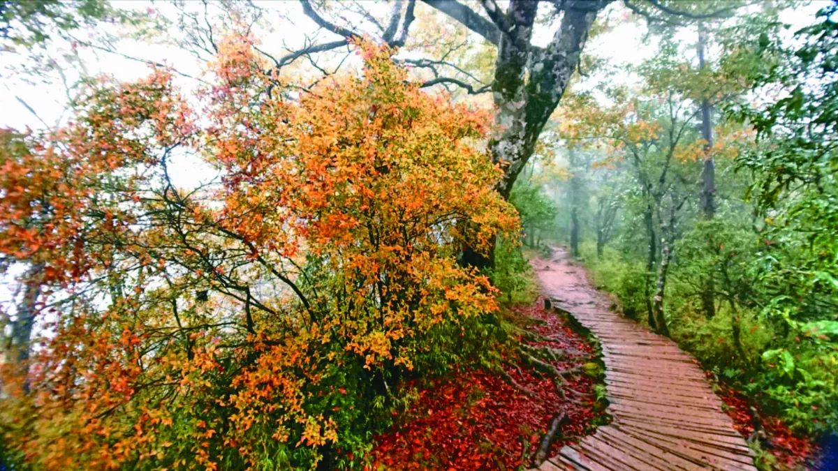 山毛櫸步道 詩意浪漫