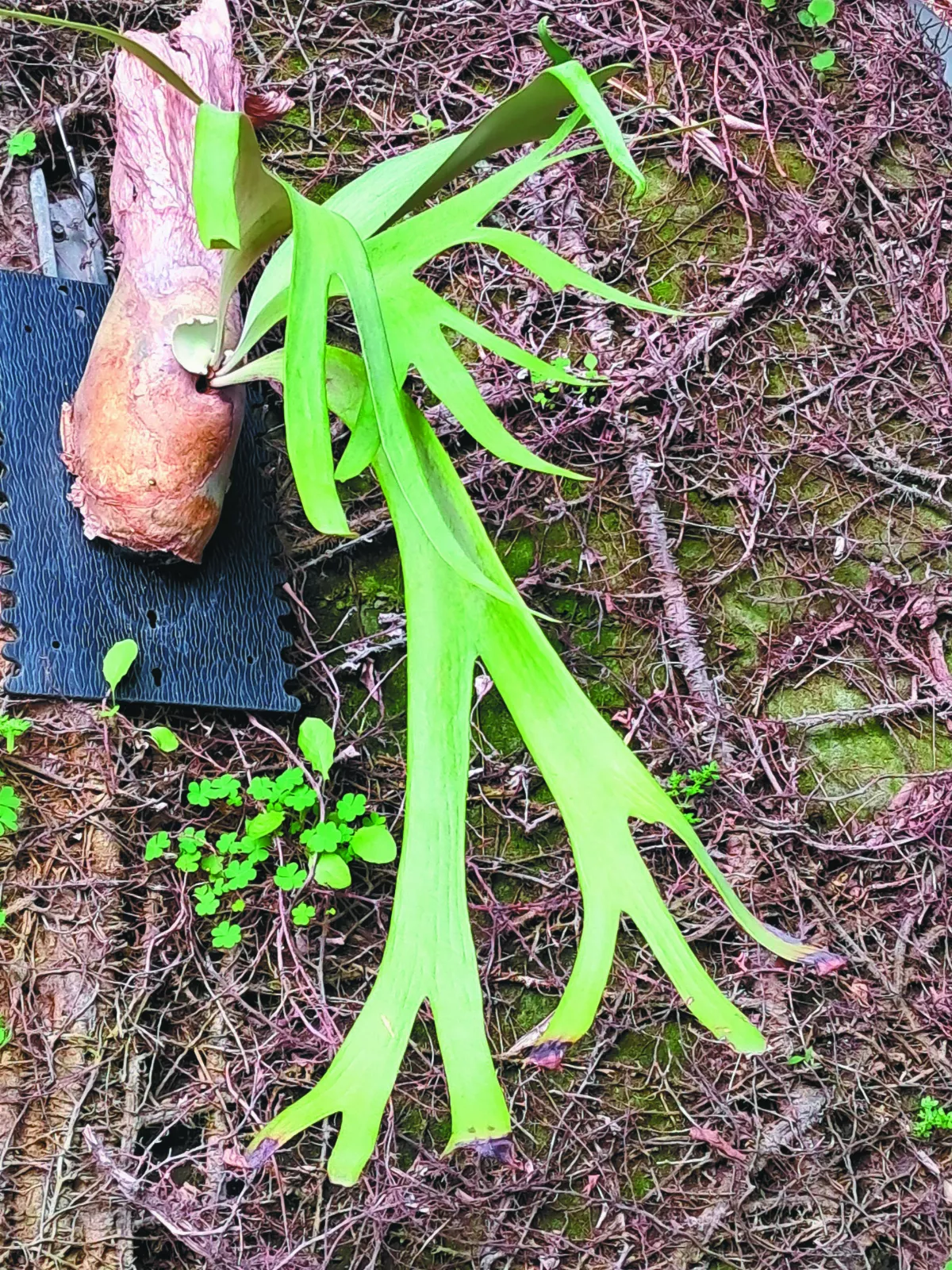 【蒔花小常識】 鹿角蕨療癒人心（下）