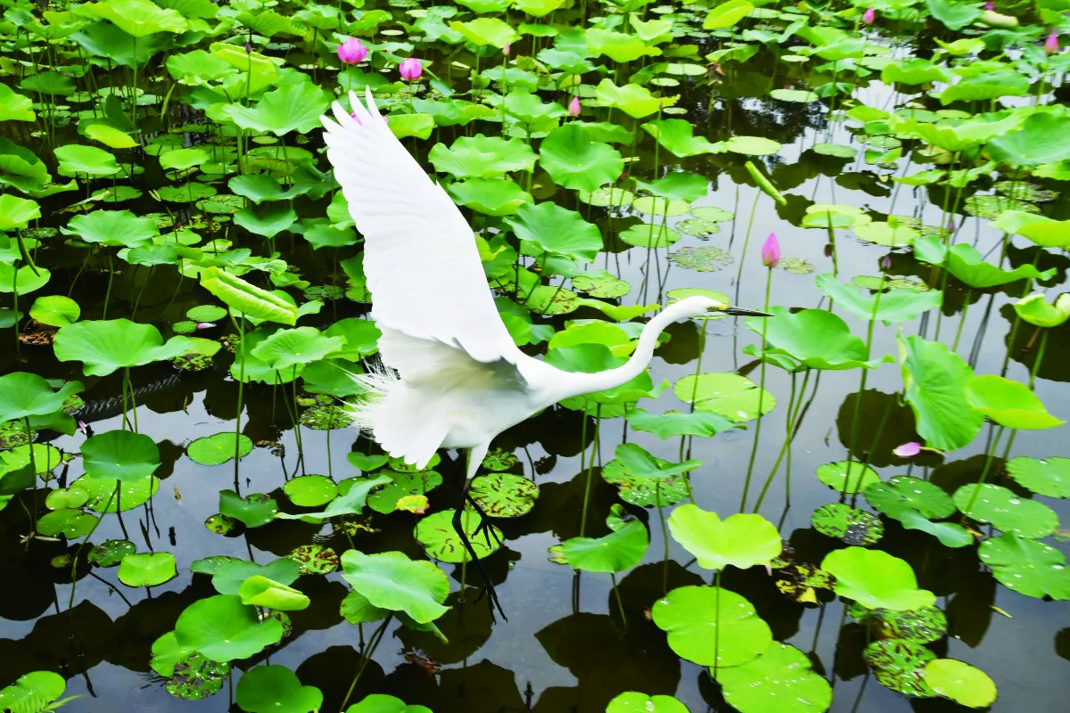 【遇見荷】好像在哪裡見過你