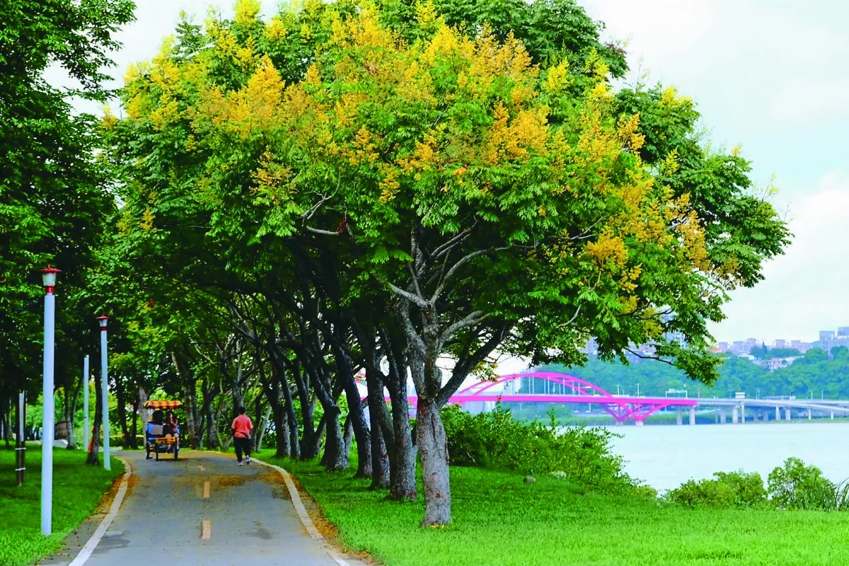 台灣欒樹 花季報到