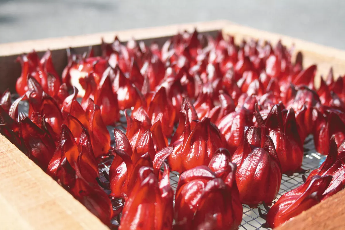 洛神多變好滋味 可防癌抗氧化