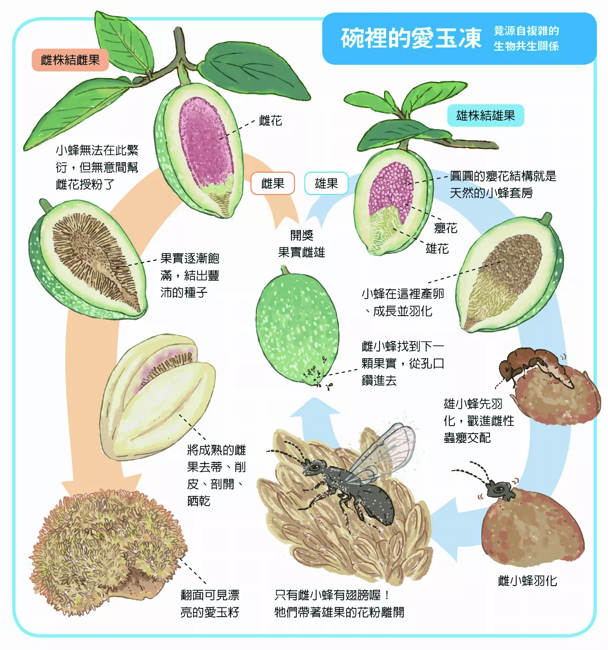 【玉子手札】愛玉小蜂與祕密花海國