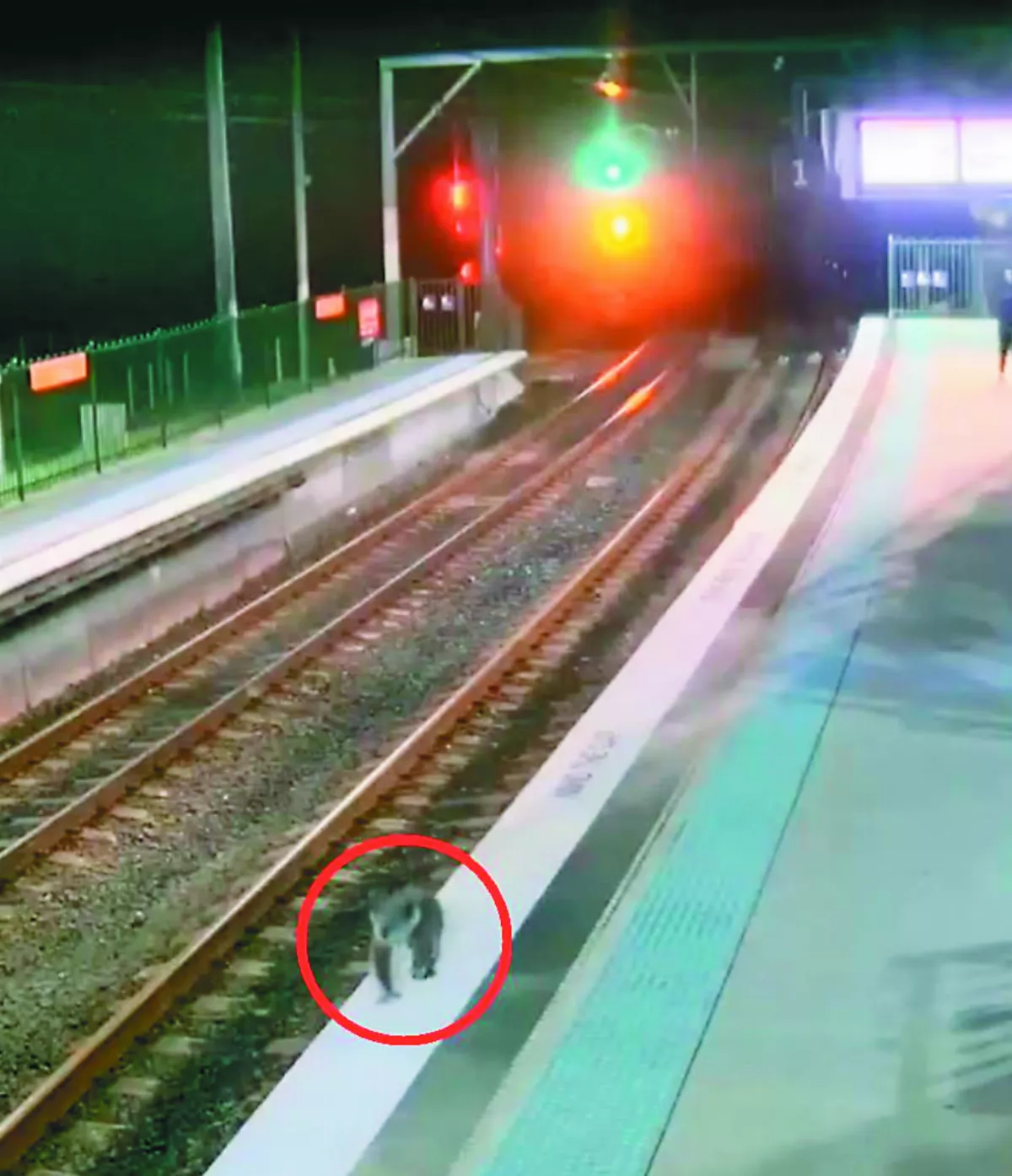 無尾熊闖車站漫步  警緩速驅離
