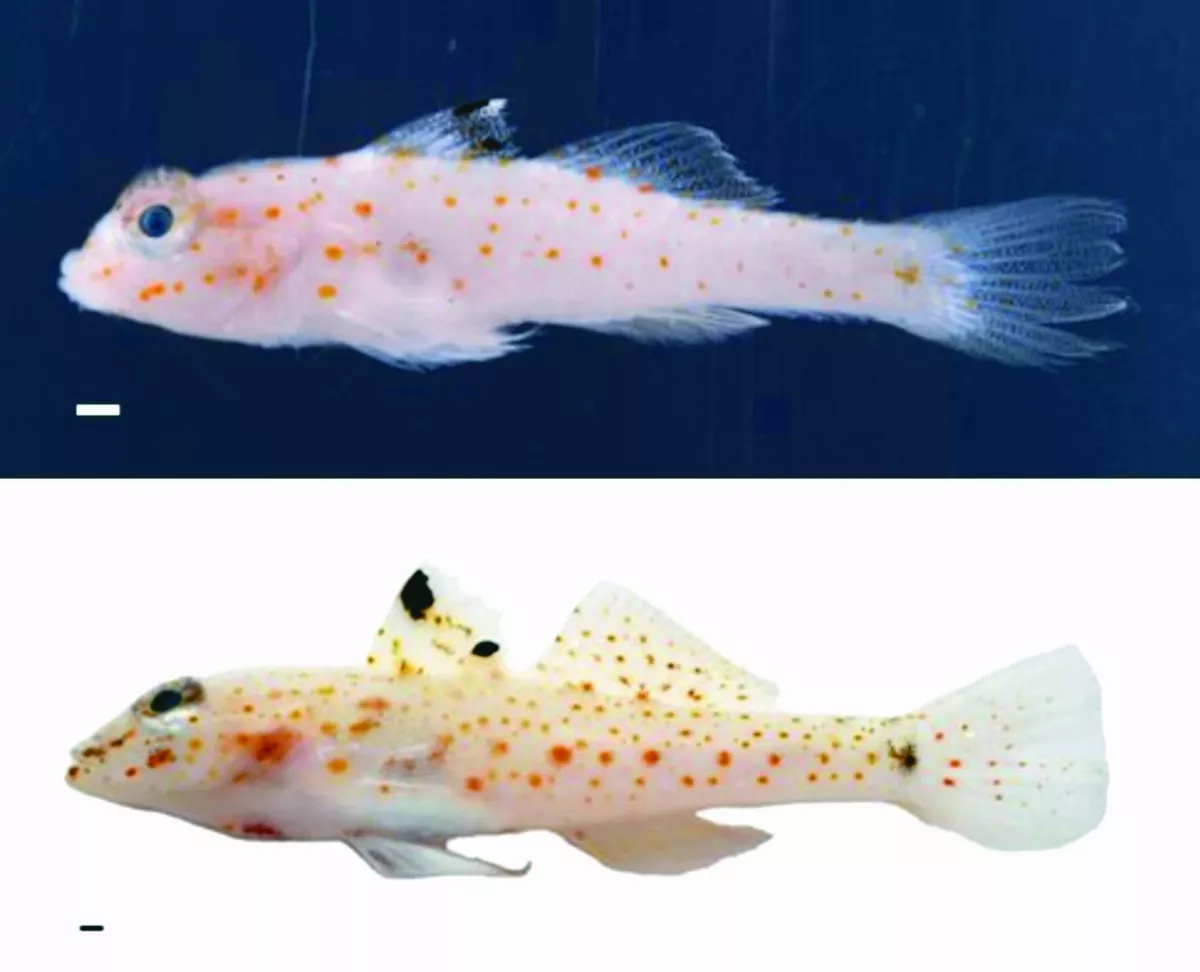 太平島海域 發現新魚種