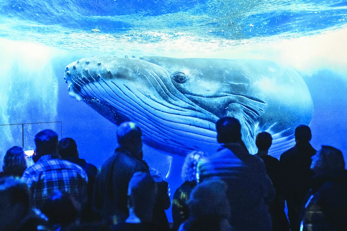 海洋奧德賽  近距離賞鯨