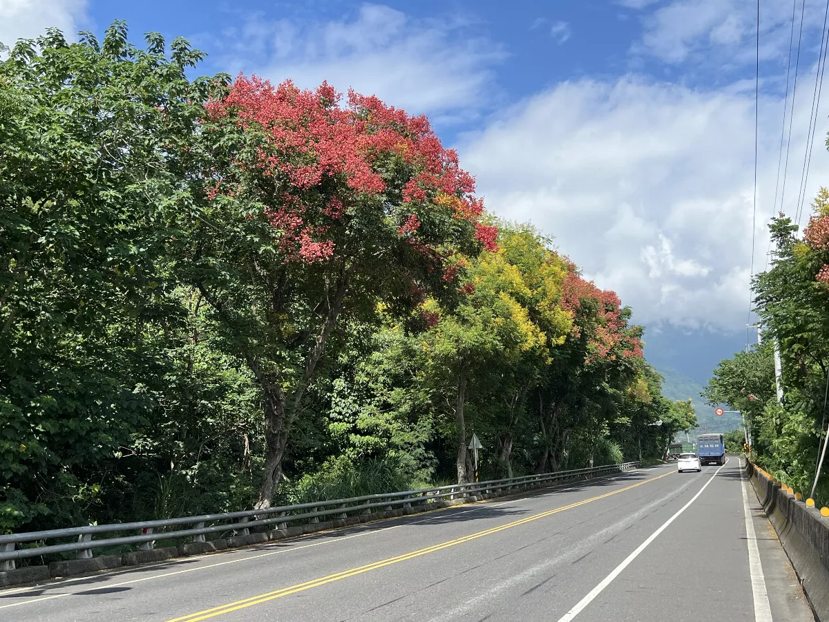 秋季悄悄到來 台東台灣欒樹花朵盛開