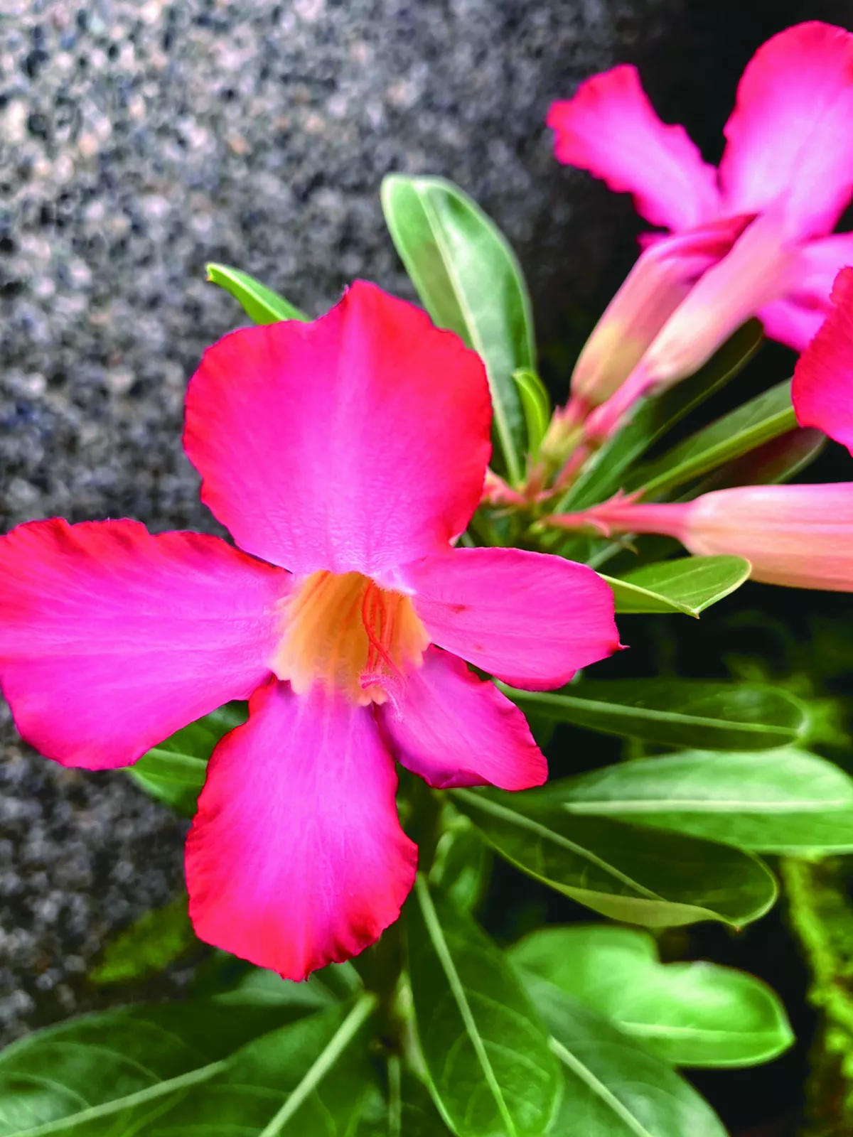 收集聲音