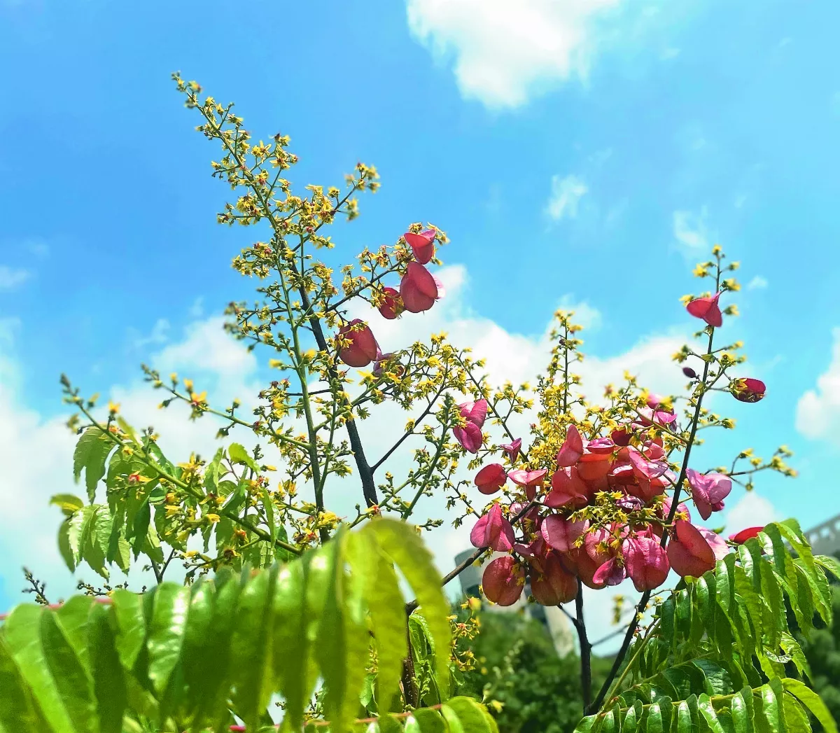 【大地的色彩】 詩意之秋