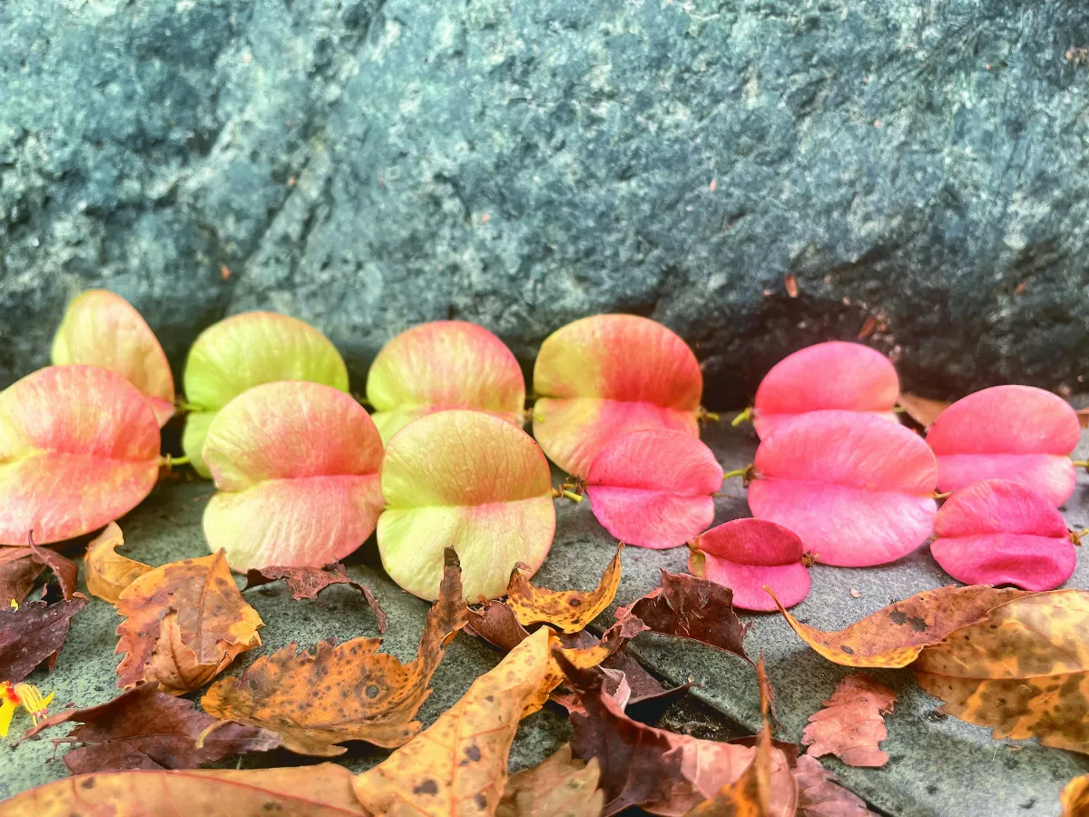 【大地的色彩】 詩意之秋