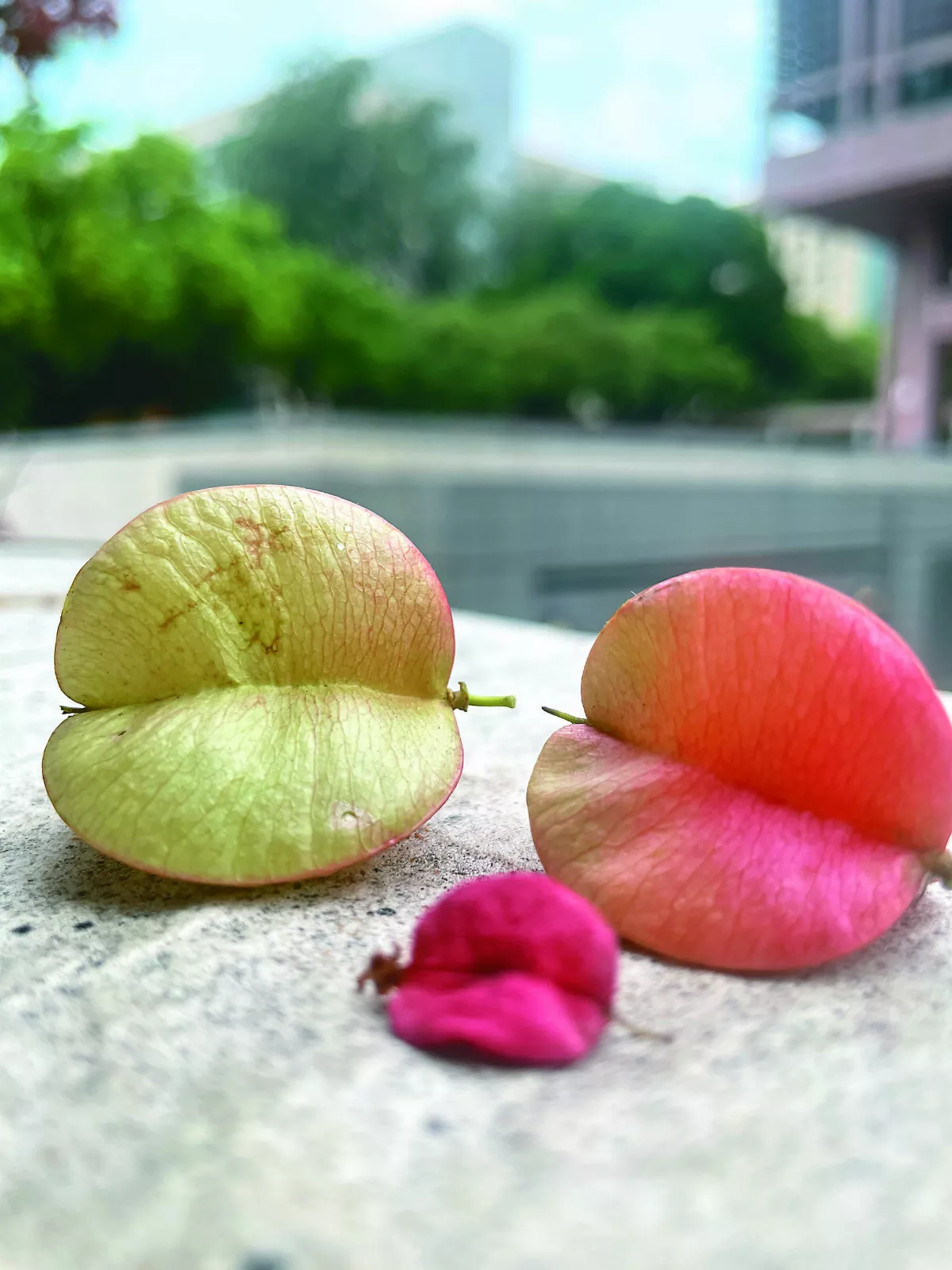 【大地的色彩】 詩意之秋