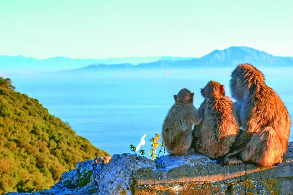 巴巴里猴 瑞獸變麻煩精