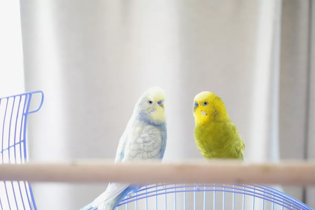 寵物鳥比照貓狗  新北首批發500個腳環當身分證