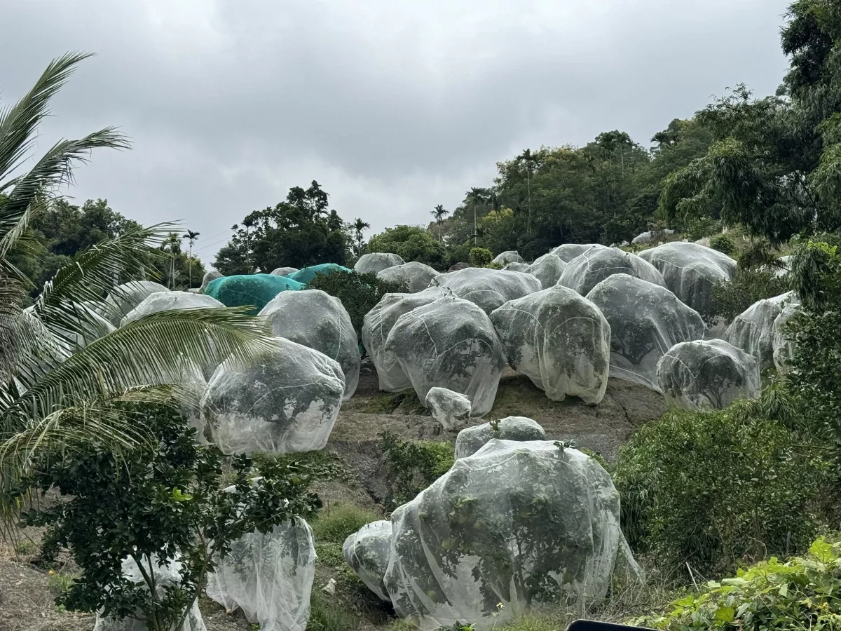 台東東河防猴妙招 效果佳且不傷害獼猴