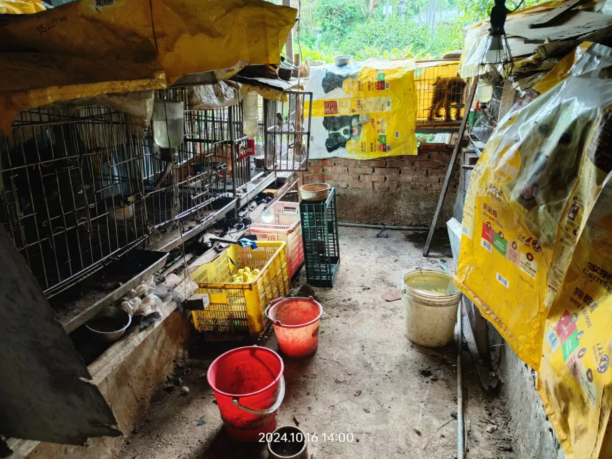 非法業者禁錮名犬繁殖   竹縣動保救出39隻毛孩