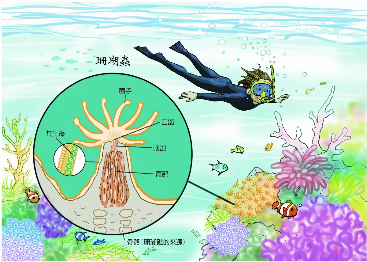 海洋中熱帶雨林