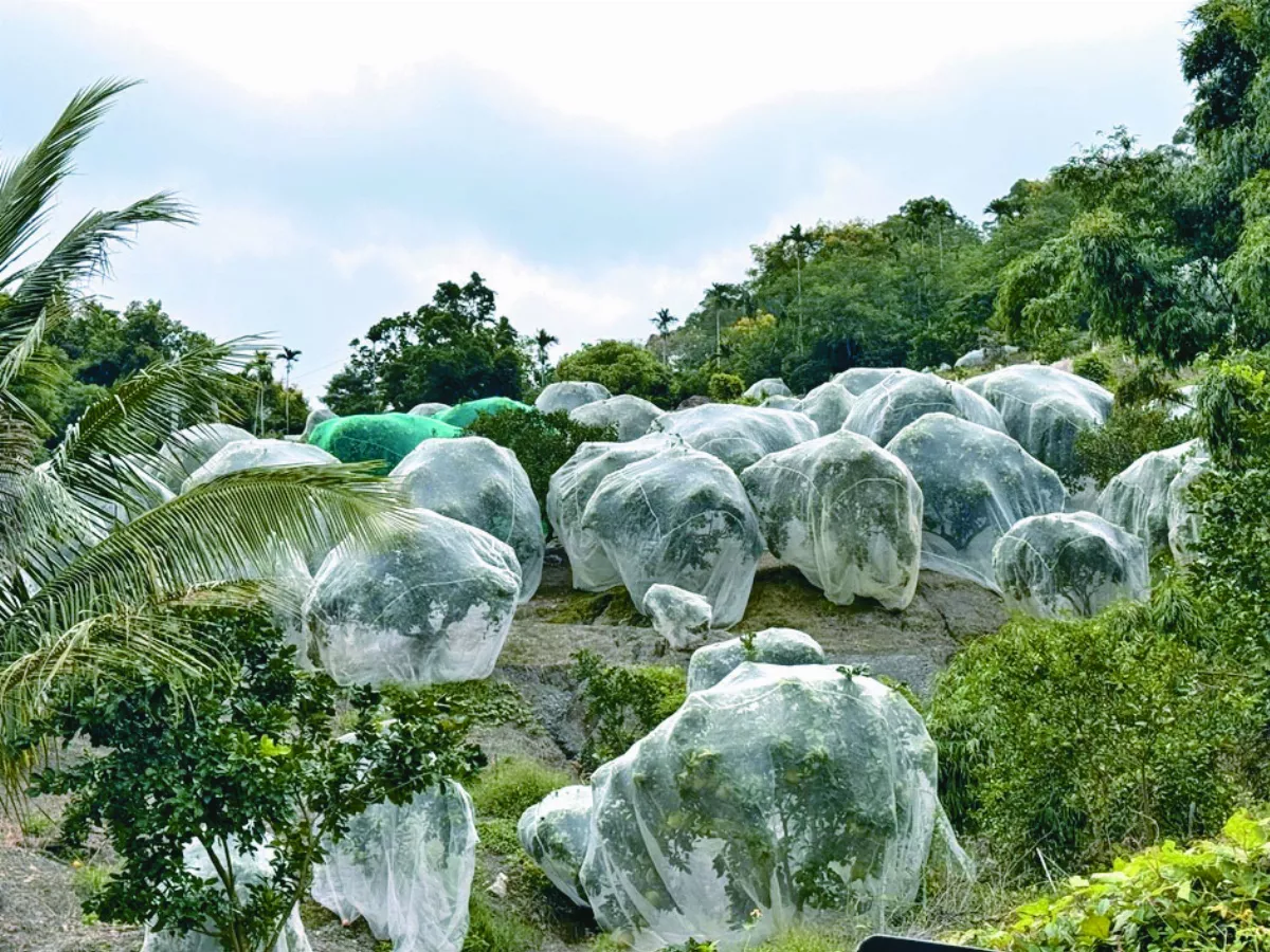 網罩防猴害 果樹變饅頭