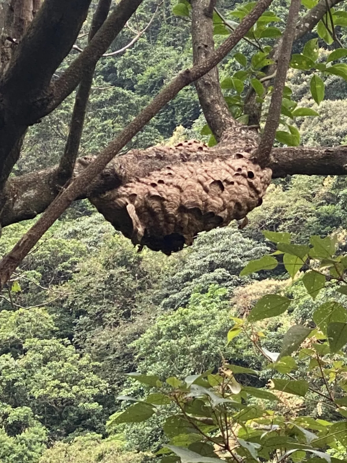 虎頭蜂量大增 傳新北動保處捕蜂費遲給
