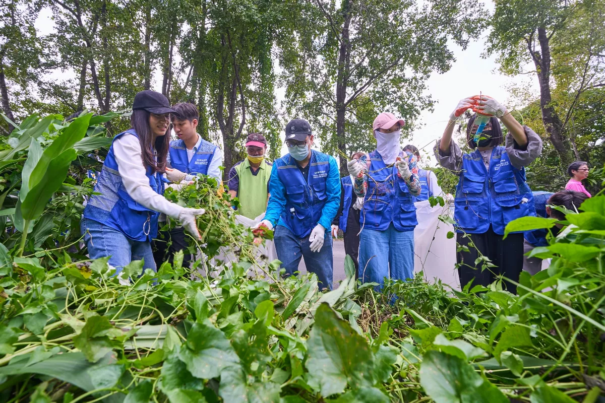 政大移除外來種小花蔓澤蘭 共推環境永續