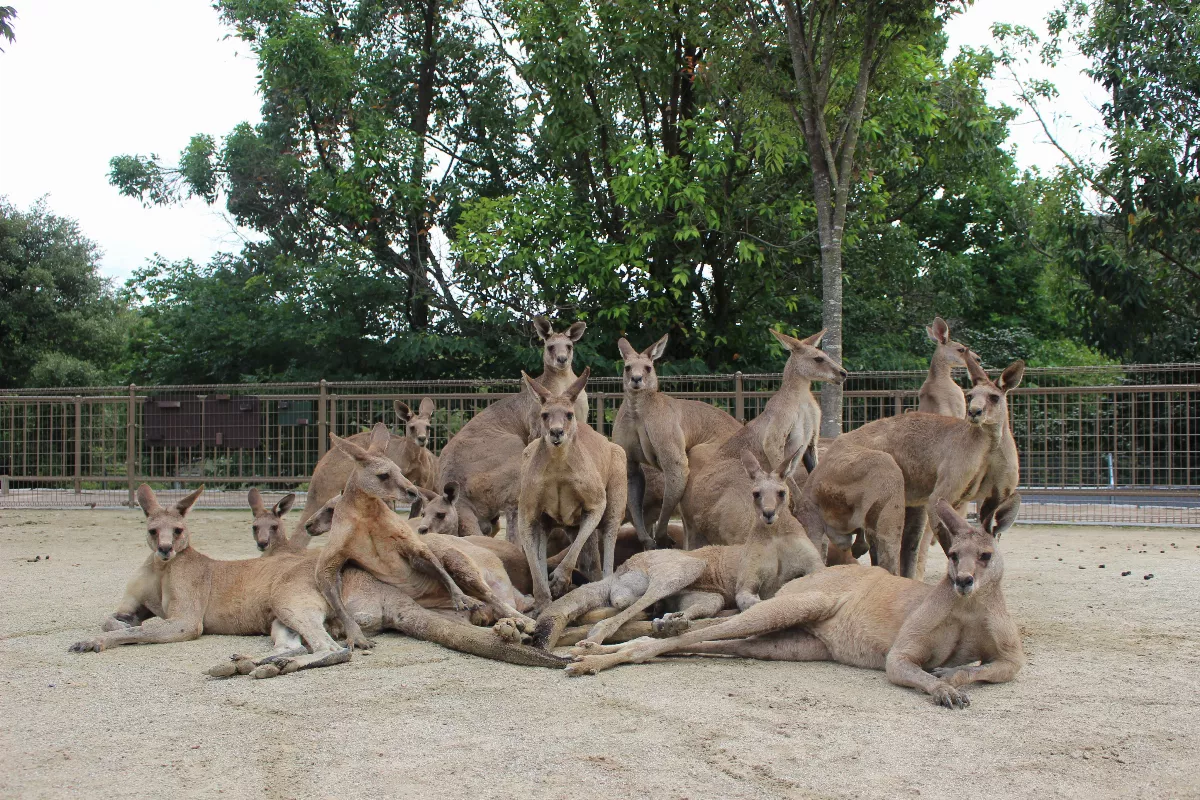 動物園拍照   袋鼠群會群體擺姿勢