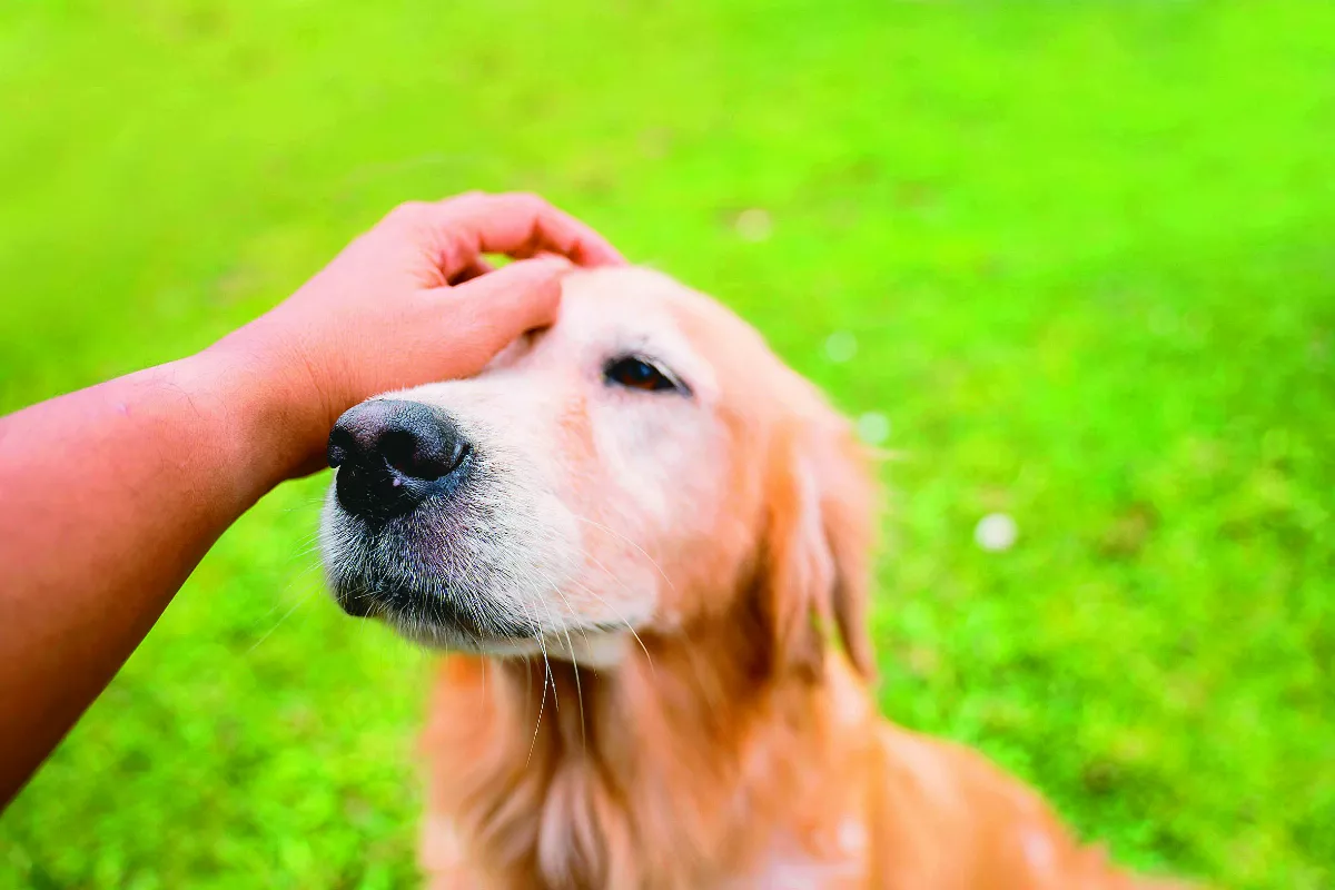 【寵物情緣】我的茶茶寶貝