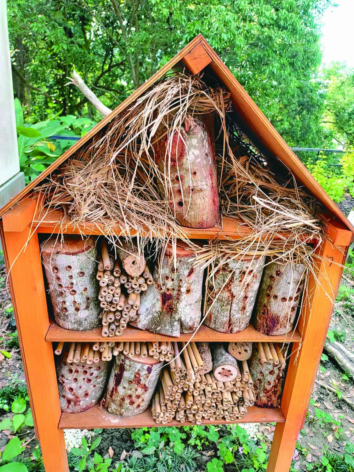 【生活快門】昆蟲旅館