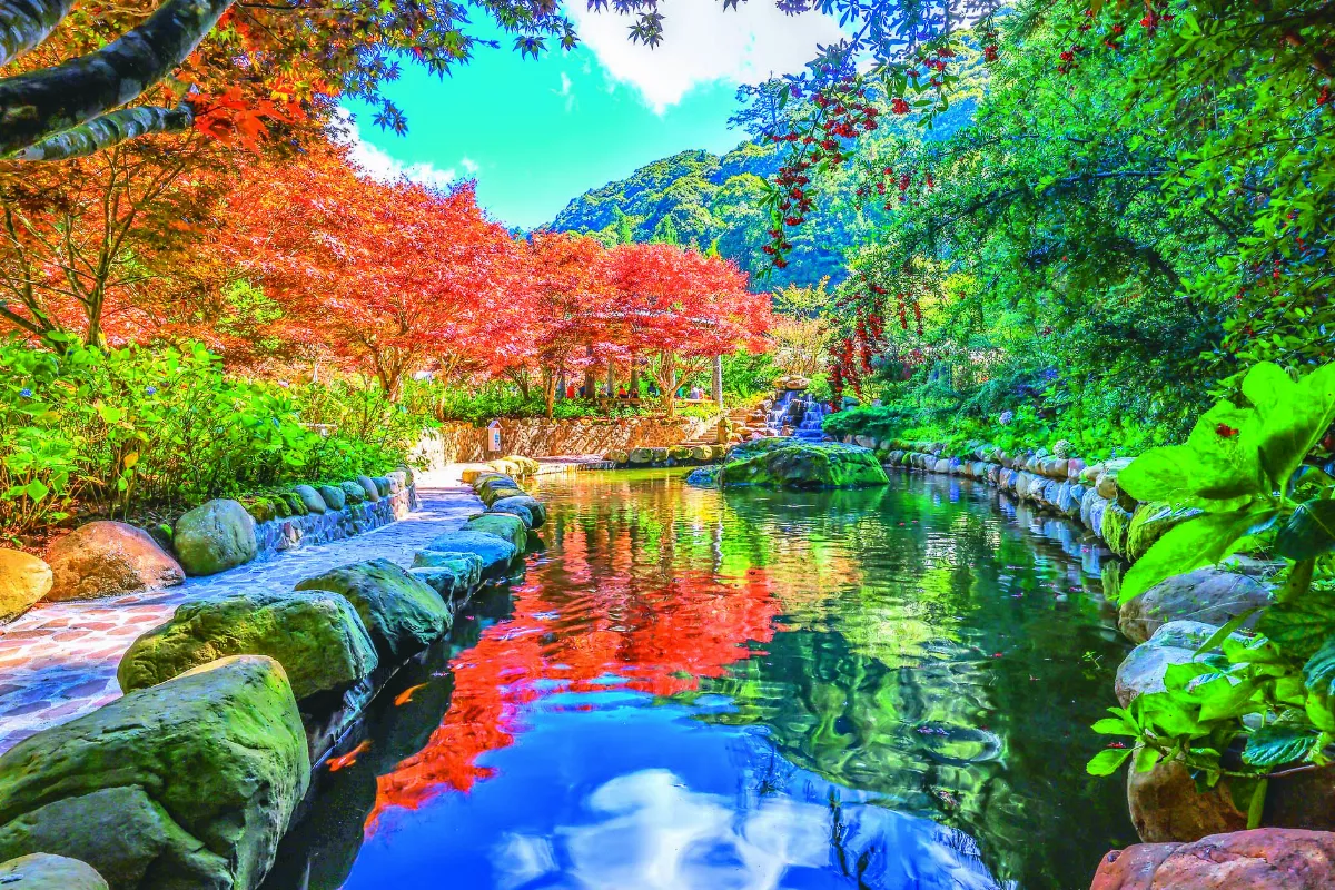 杉林溪楓紅 引爆紅色浪漫