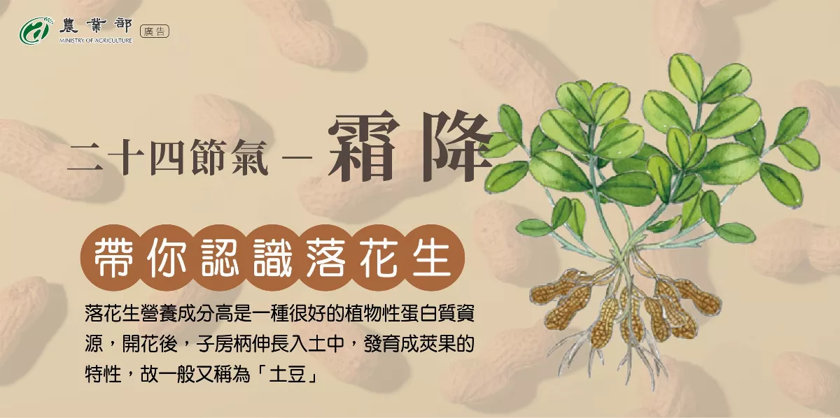 霜降適宜種花生 農業部教你認識台灣5大品種