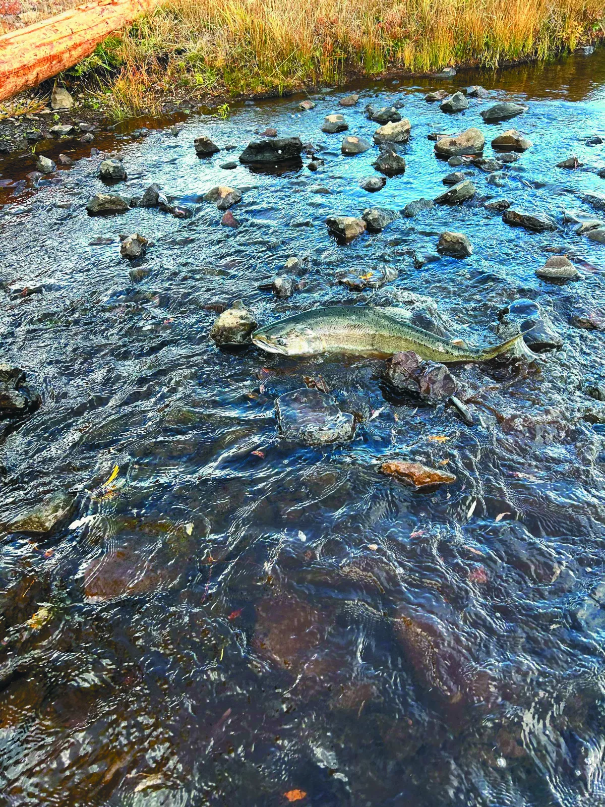 美拆除4水壩 鮭魚找到返家路