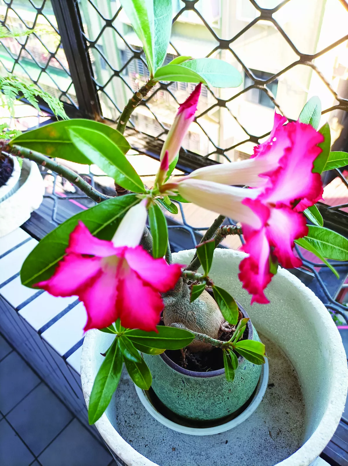 【一圓美夢】沙漠玫瑰開花了
