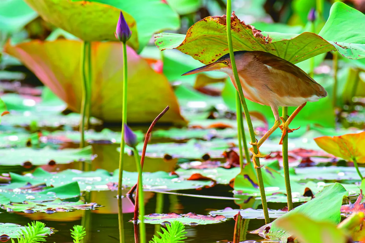 【生態攝影】賞鳥趣 假日騎機車與野鳥相遇