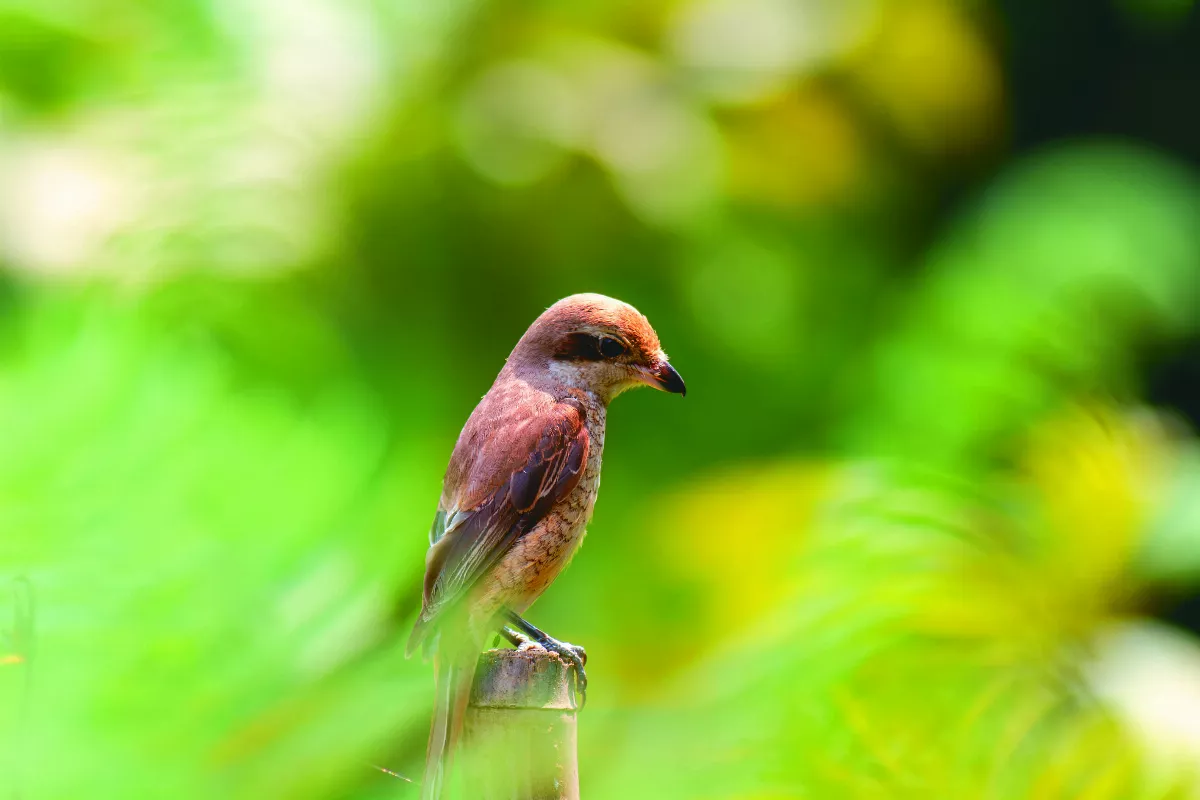 【生態攝影】賞鳥趣 假日騎機車與野鳥相遇