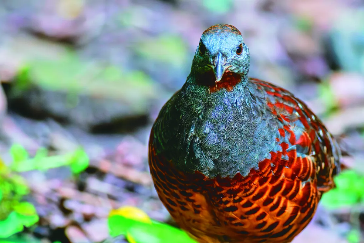 【生態攝影】賞鳥趣 假日騎機車與野鳥相遇