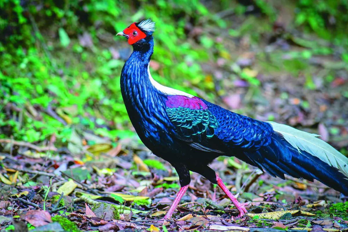 【生態攝影】賞鳥趣 假日騎機車與野鳥相遇