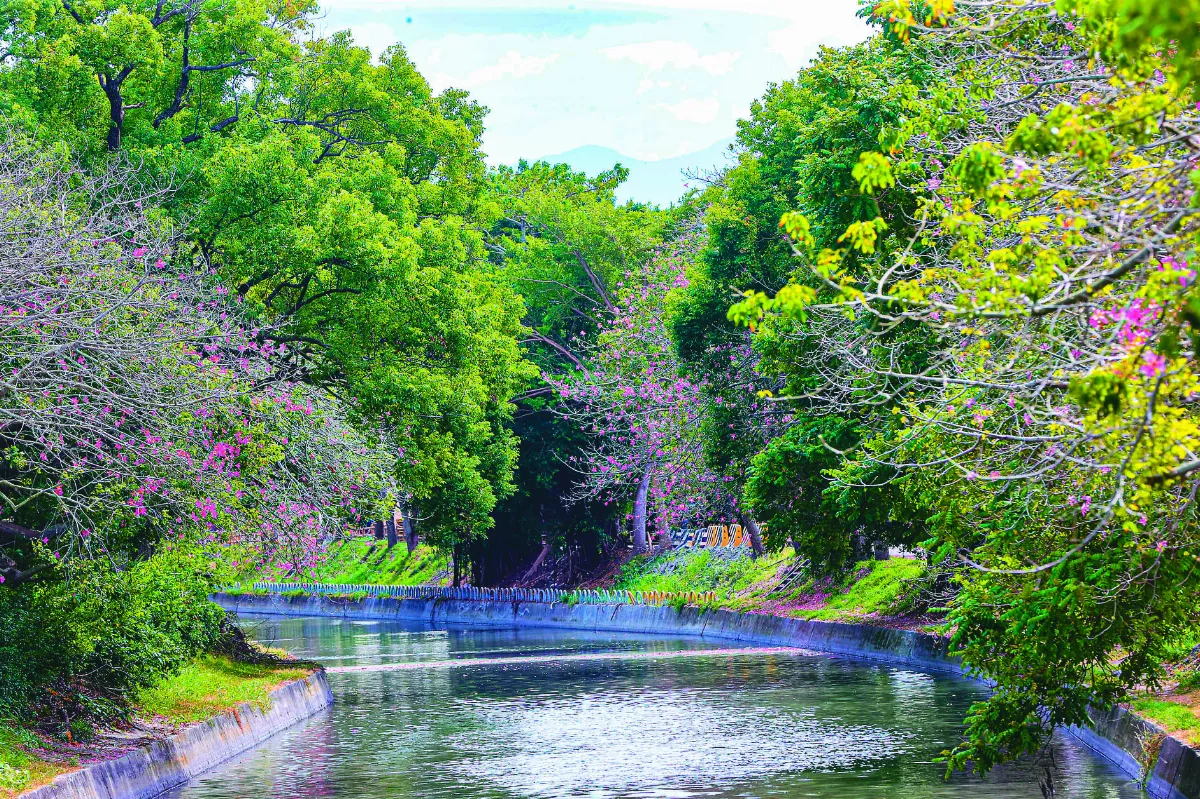 北斗第一勝景 美人樹開花了