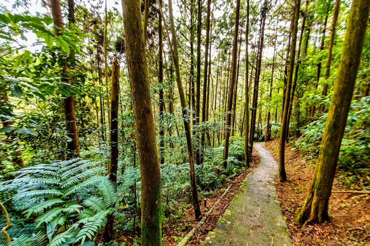 助力淨零排放  森竹林碳匯專案通過