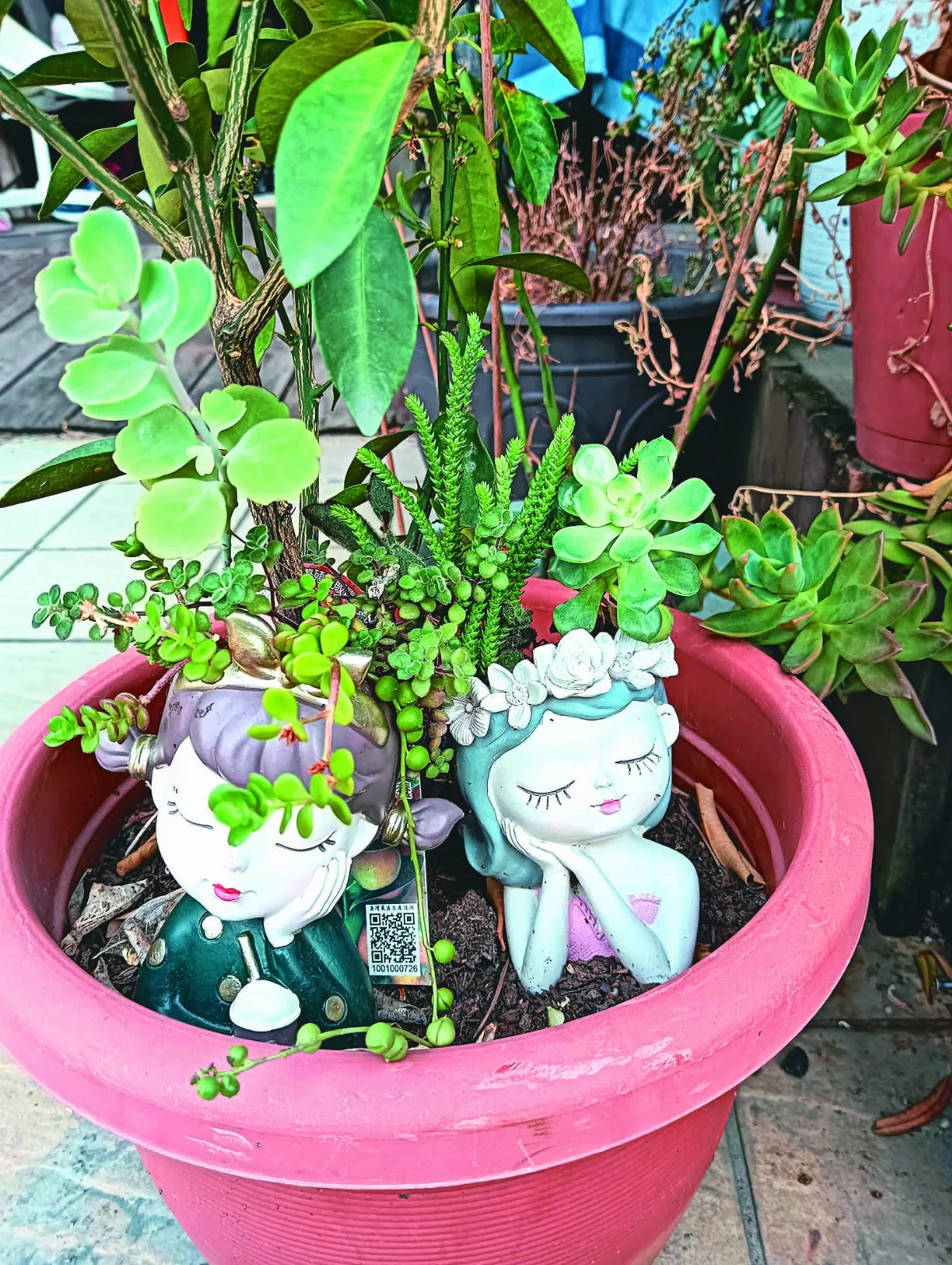【生活快門】多肉小幫手