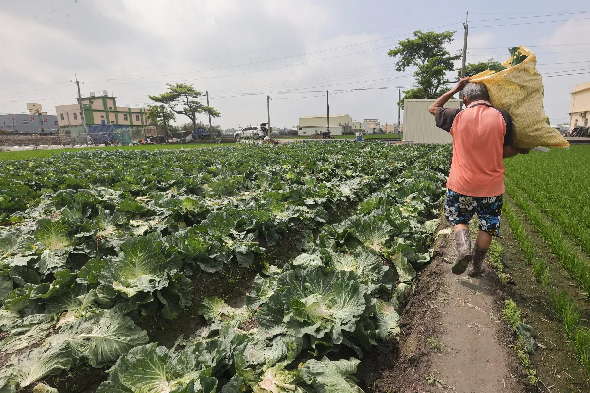 颱風前菜價上漲 農糧署：已請農民團體待命釋出倉儲