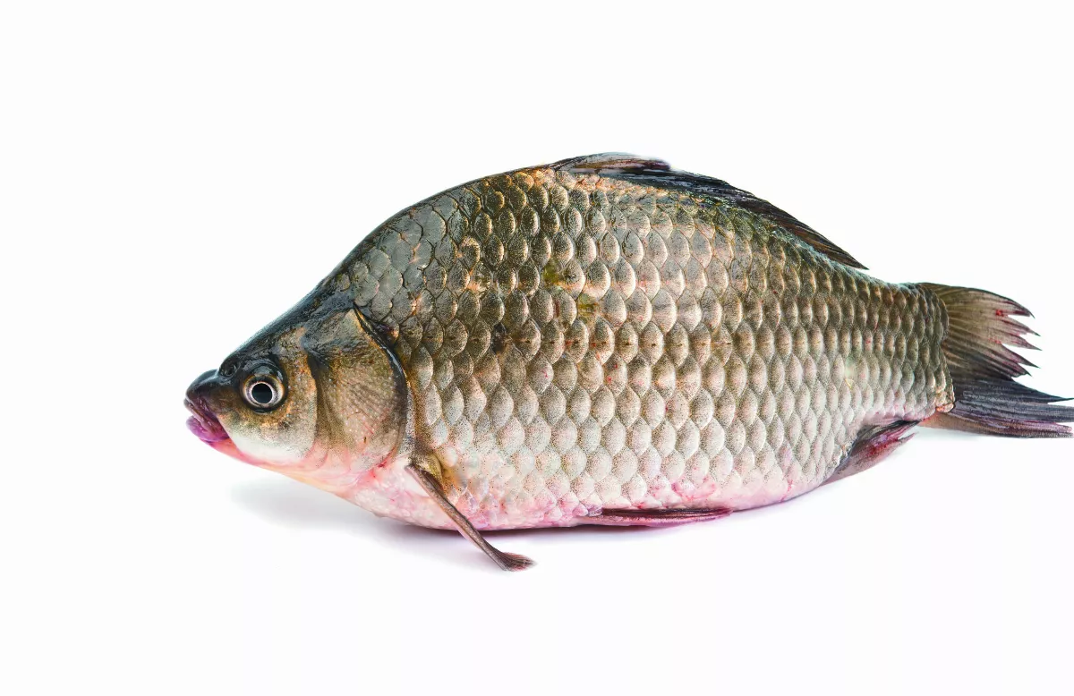 魚鱗知多少？
