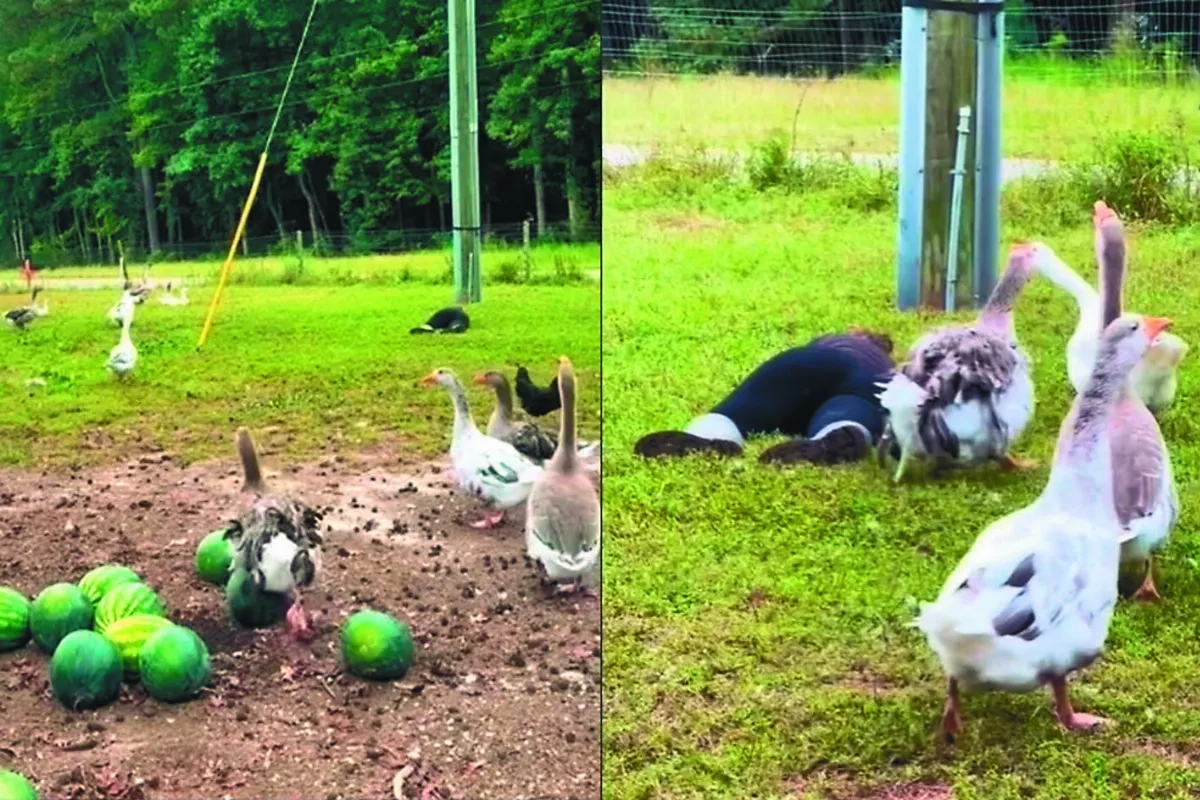 飼主假裝昏倒  鵝子們爭相圍繞關心