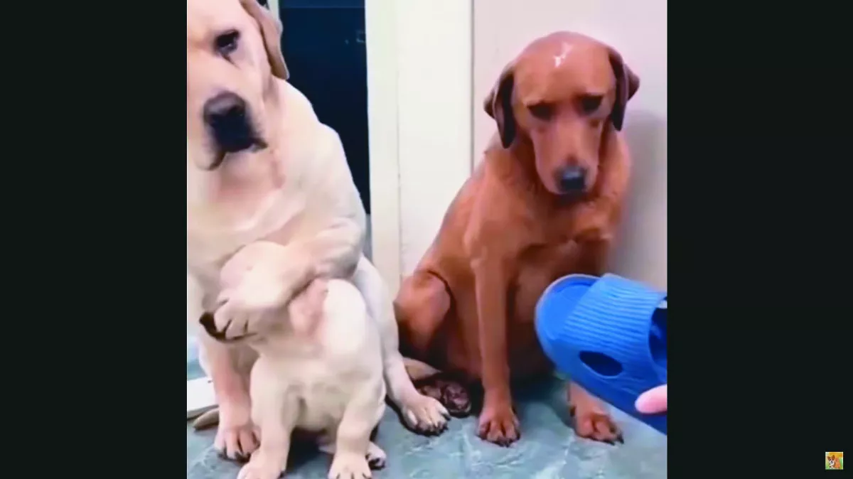 聽訓可以挨打不行 狗媽霸氣護子