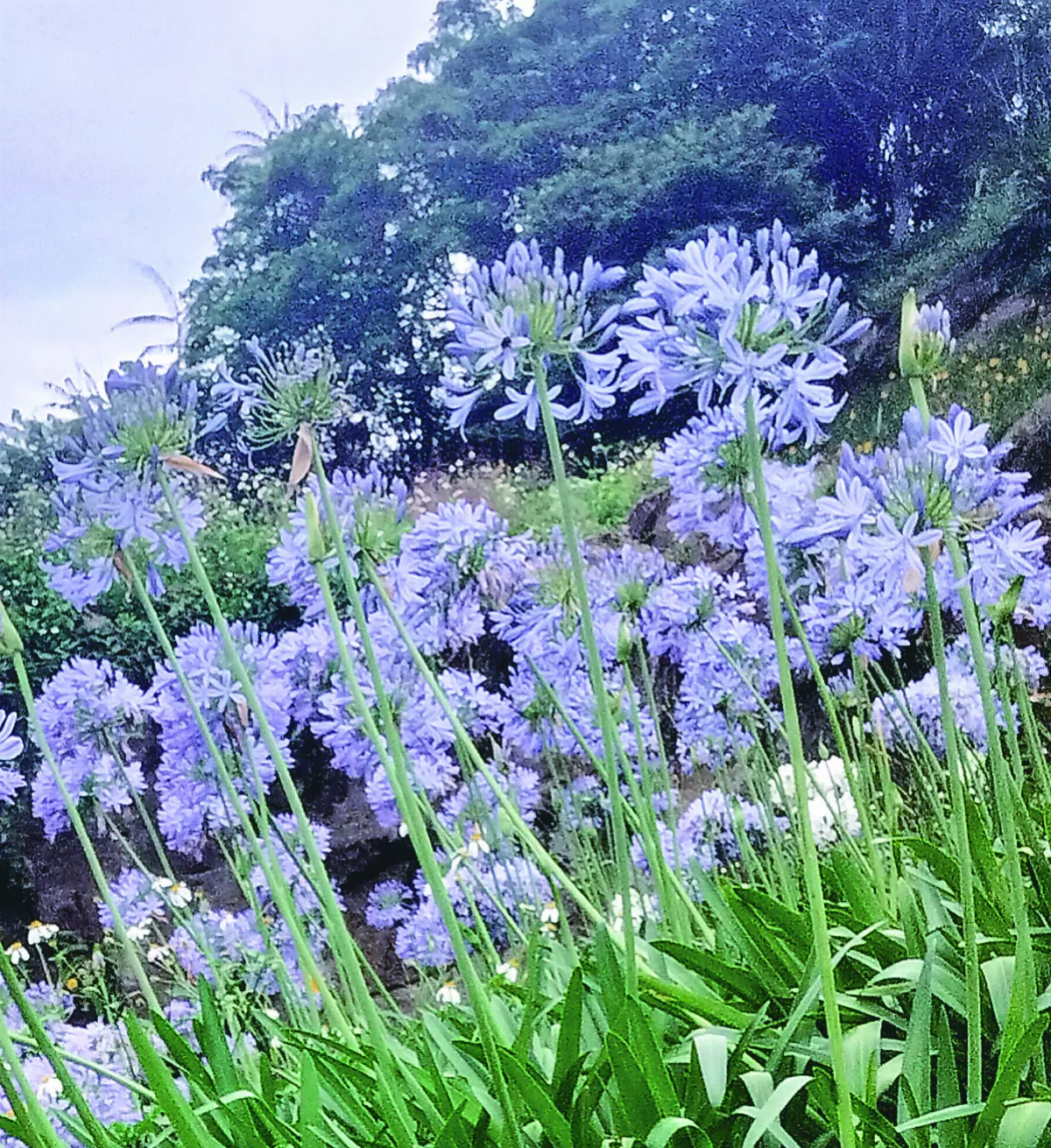 【生活快門】一見鍾情愛情花