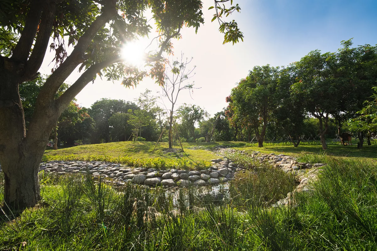 台南市區最後祕境「哈赫拿爾」森林公園 延後一周開放
